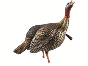 Avian-X HDR Jake Turkey Decoy with Multiple Head Positions