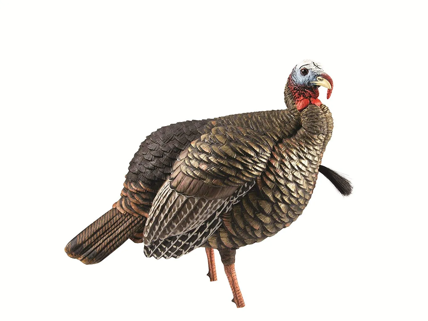 Avian-X HDR Jake Turkey Decoy with Multiple Head Positions